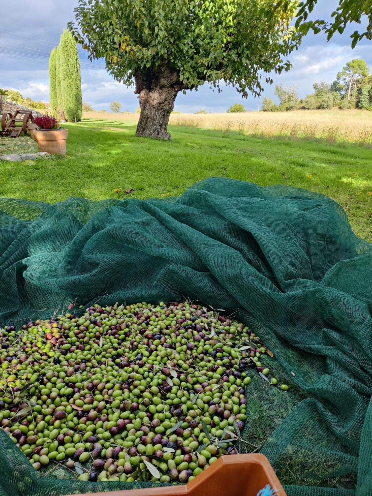 Gite Proche De La Bambouseraie Boisset-et-Gaujac Eksteriør bilde